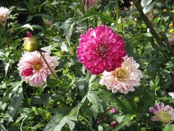 2010: Zweifarbige Dahlie