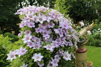 2014: Üppige Clematis
