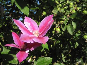 2012: Clematis mit Zierapfel