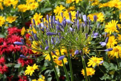 Agapanthus