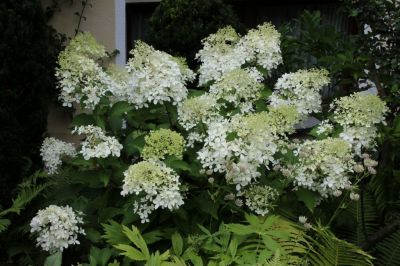 Hortensie Phantom 