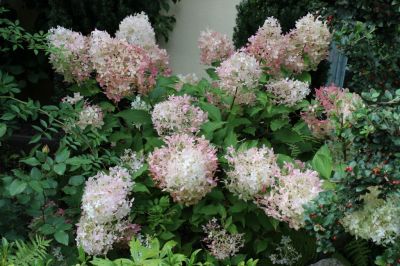 Hortensie Phantom errötet