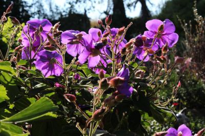 Tibouchina