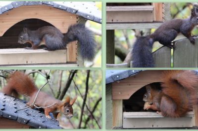 Eichkätzchen am Futterhaus