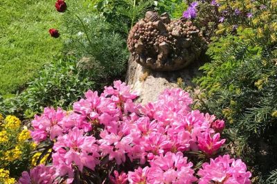 Kleiner Rhododendron