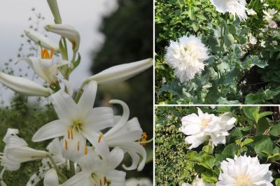 Madonnenlilie, Mohn und Clematis