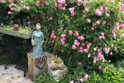 Rose Raubritter