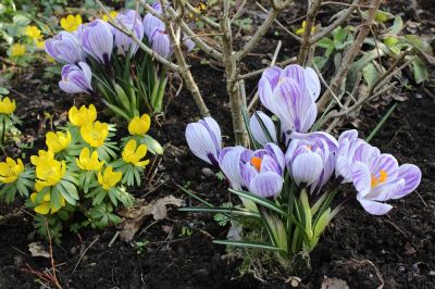 Krokusse