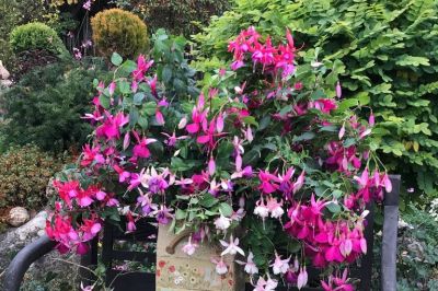Fuchsienbank
