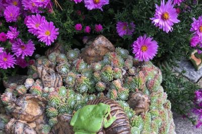 Laubfrosch auf Schnecke