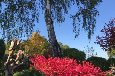 Birkeneck - Geier mit Euonymus