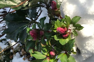 Rot blüht es im Schnee