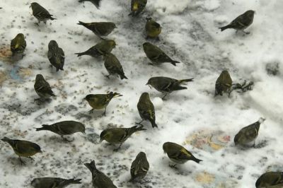 Erlenzeisige am Futterplatz