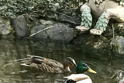 Stockenten zu Besuch in unserem Gartenteich