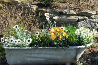 Blühen in der Kinderbadewanne