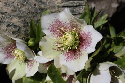 Helleborus Orientalis