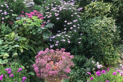 Sedum und Astern am Terrasseneck