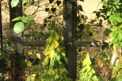 Die Ginkgoblätter erzählen