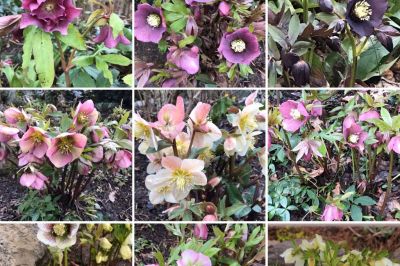 Vielfältige Blüten