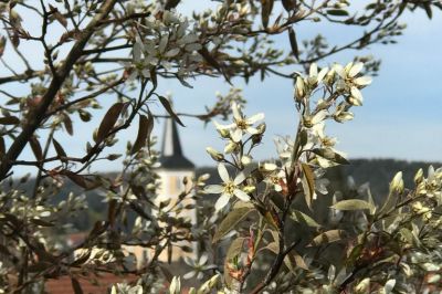Felsenbirne
