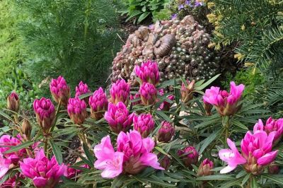 Kleiner Rhodo mit Netzblattpäonie