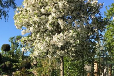 Zierapfelbaum mit Laube