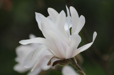 Magnolienblüte