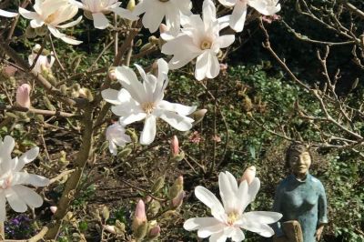 Sternmagnolie mit Keramikmädchen