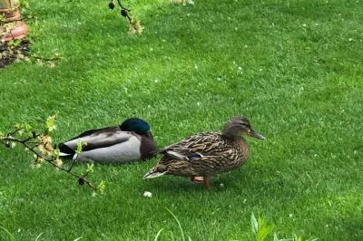 Ein Schläfchen im Grünen