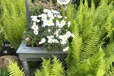 Farne umschmeicheln Blüten