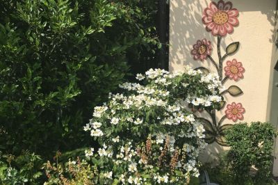 Blühen am Hauseck