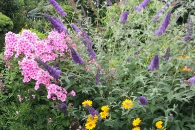 Phlox mit Säckelblume