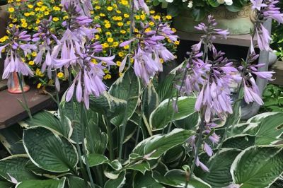 Hosta