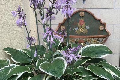 Hosta beim Waschbecken