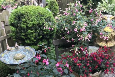 Fuchsien mit Vogeltränke