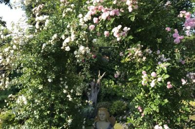 Kirschrose und Rose Unschuld