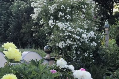 Pfingstrosen mit Guirland d´amour