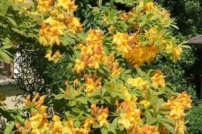 Azalee in voller Blüte