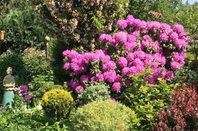 Erblühter Rhodo