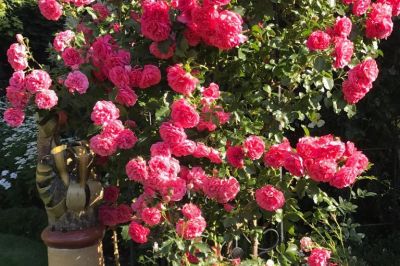 Kletterrose Uetersen