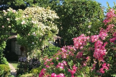 Rosen Goldfinch und Mozart