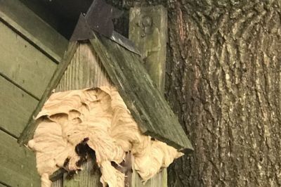 Hornissen in großem Nistkasten 2