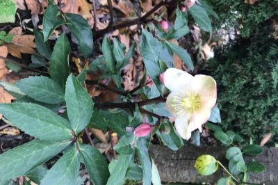 Christrose im Erblühen