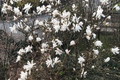 Sternmagnolie erblüht