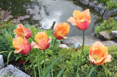 Tulpe Lambada