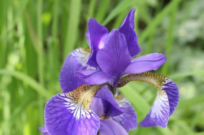 Iris