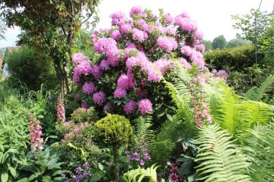 Rhododendronpracht