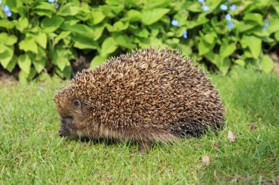 Gartenbesucher