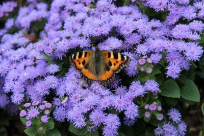 Kleiner Fuchs auf Ageratum