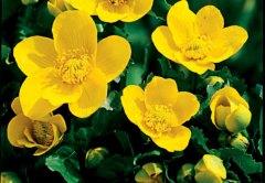 Leuchtende Sumpfdotterblume